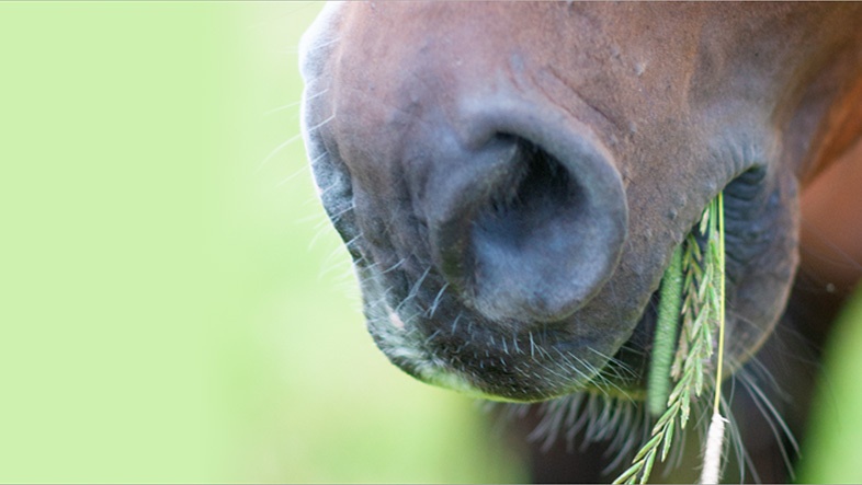 Wie füttere ich mein Pferd?