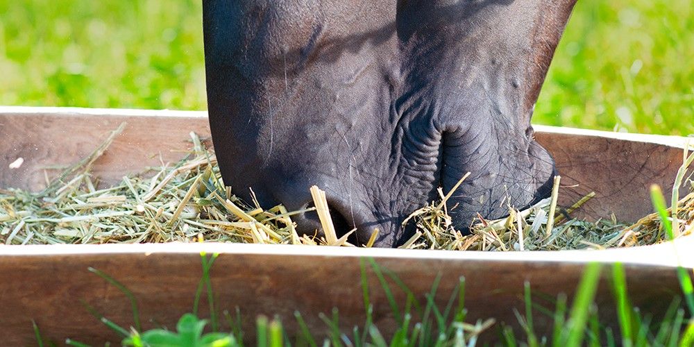 Mit ausreichend Strukturfutter Magenproblemen vorbeugen